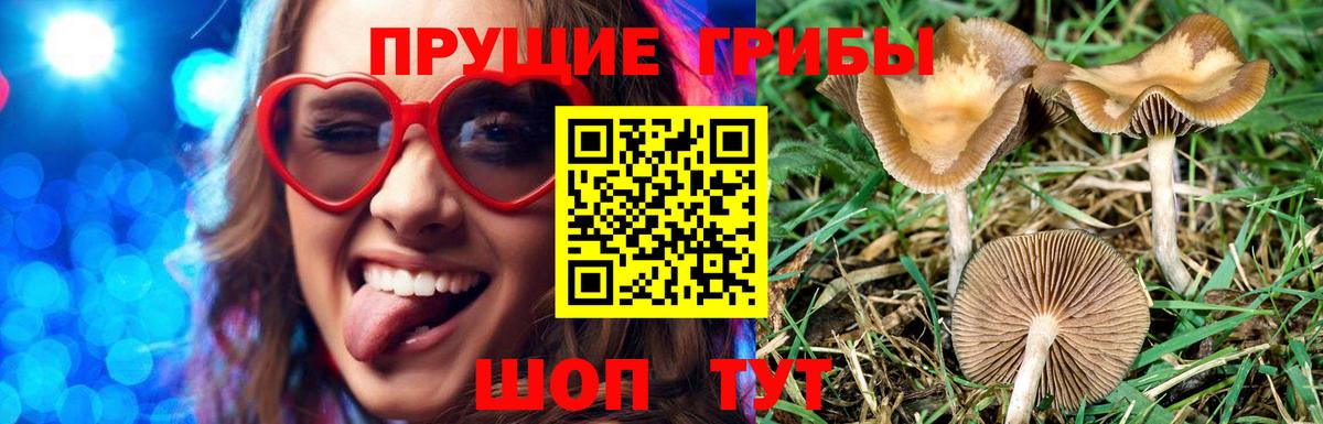 Псилоцибиновые грибы Psilocybe Сертолово